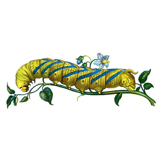 Vibrant yellow caterpillar illustration crawling down a flowering vine.