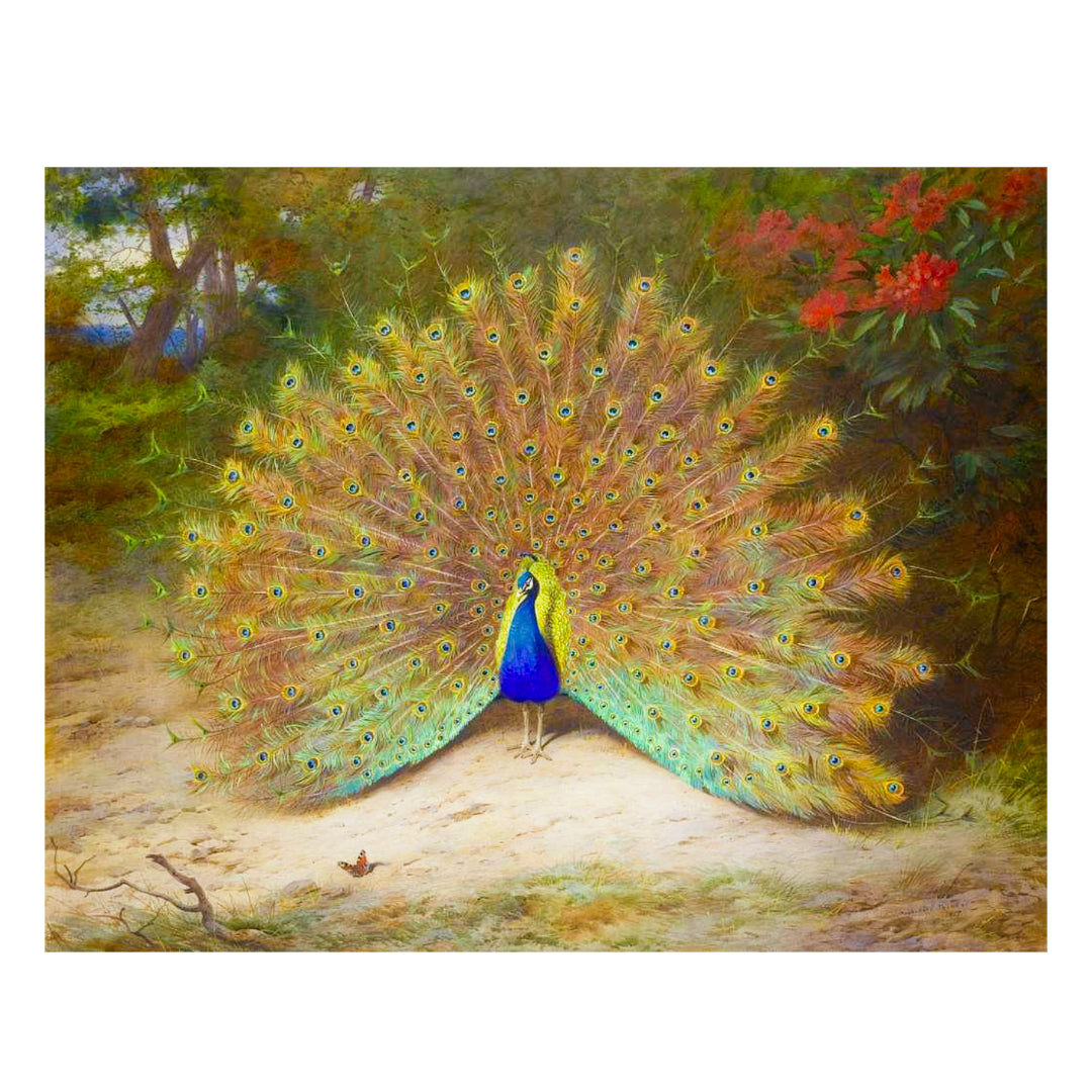 Public domain image of a male peacock in full display.
