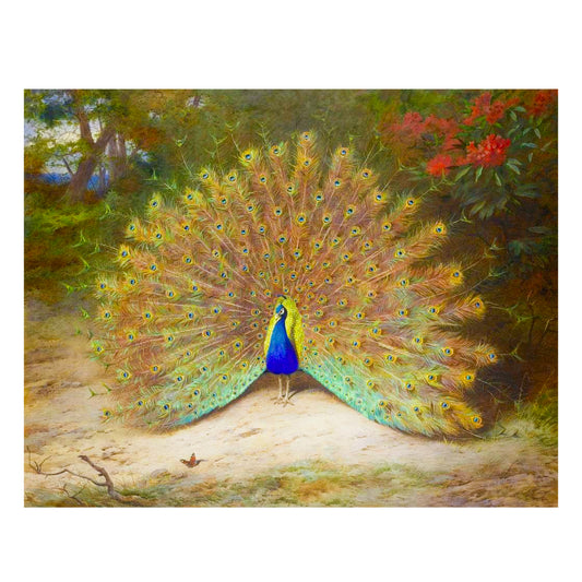 Public domain image of a male peacock in full display.