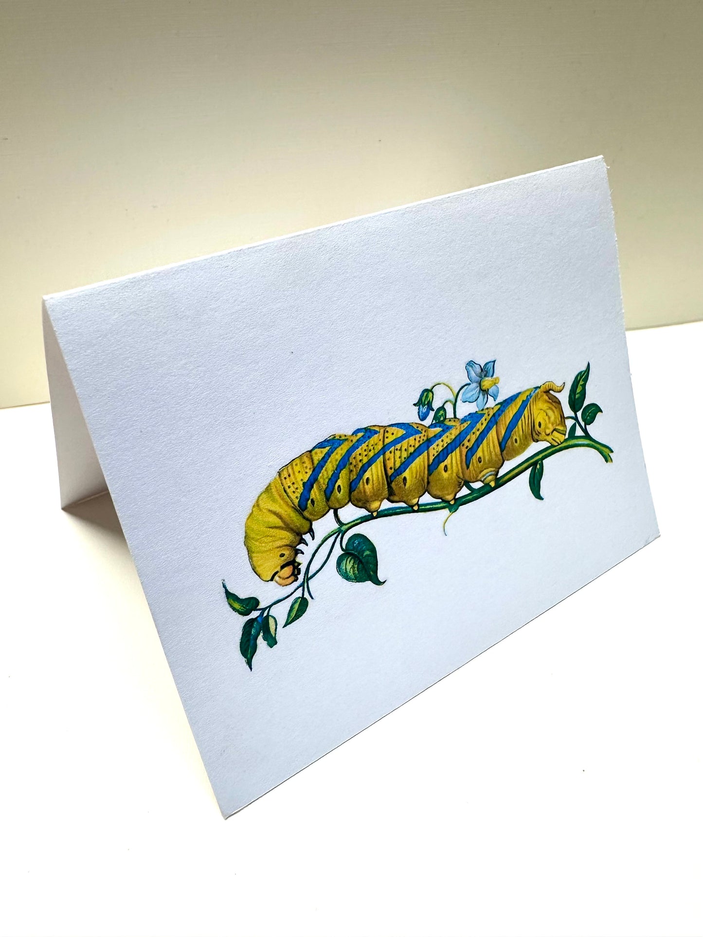 Front view of 'Stasis Card' designed by Fox & Thistle Studio.