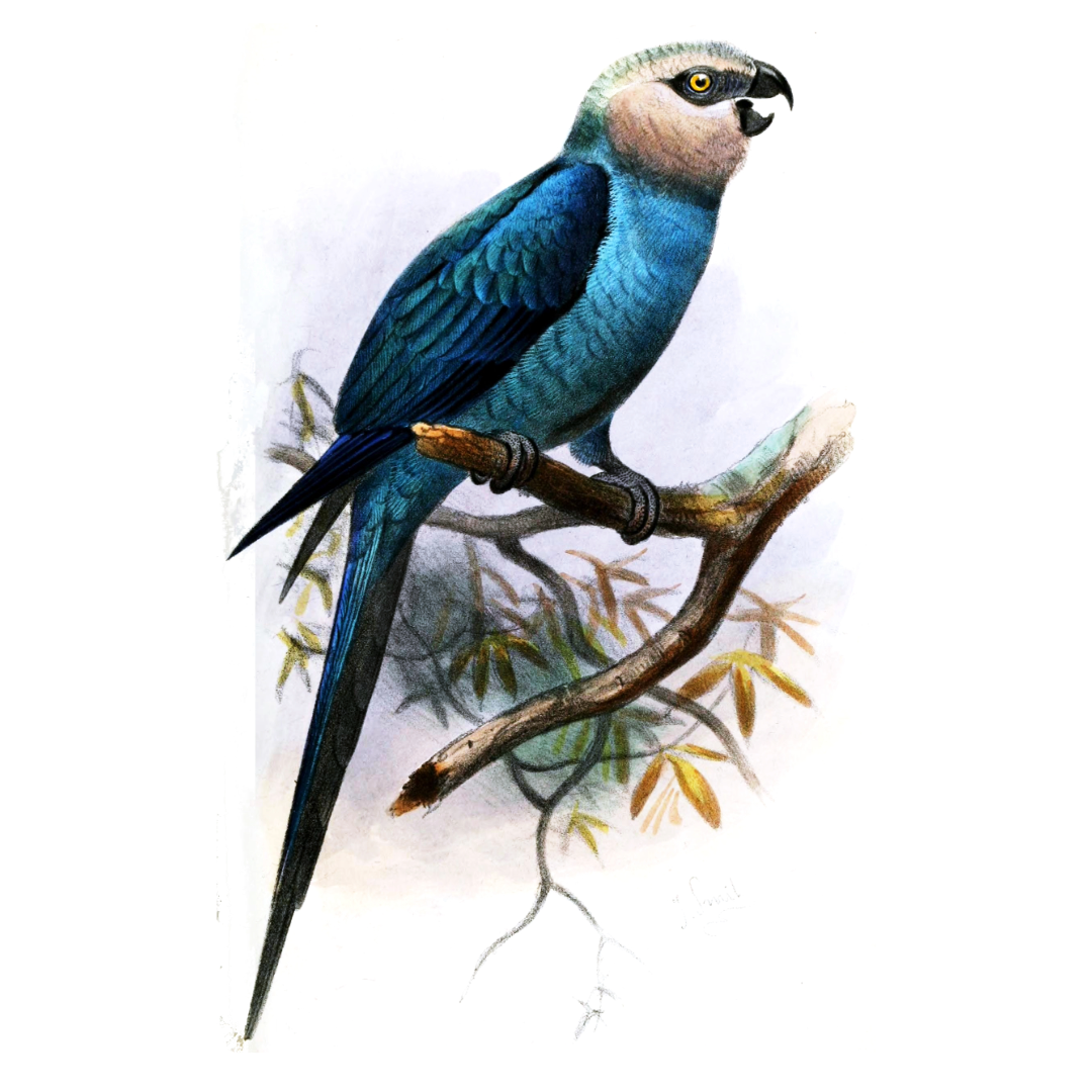 1878 painting of an adult Spix’s macaw by Joseph Smit, featured in Fox & Thistle Studio’s original series ‘The Doomsday Hintercast, Species Edition’—a somber record of species lost to habitat destruction, climate change, and human neglect.