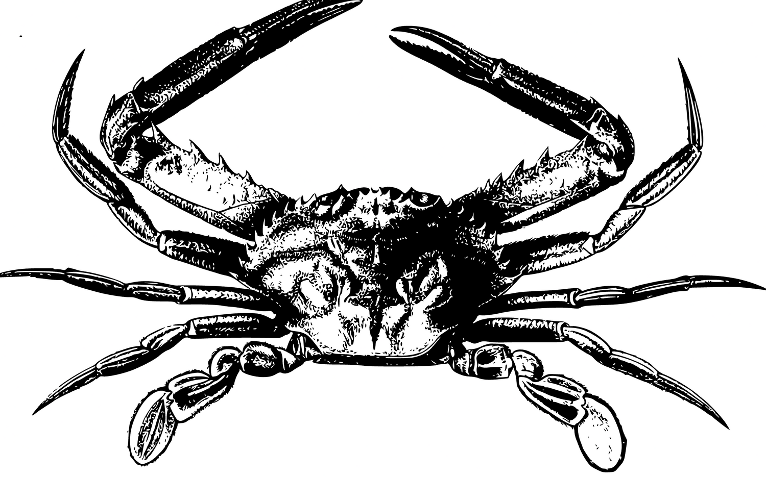 Black and white illustration of a crab on a white background
