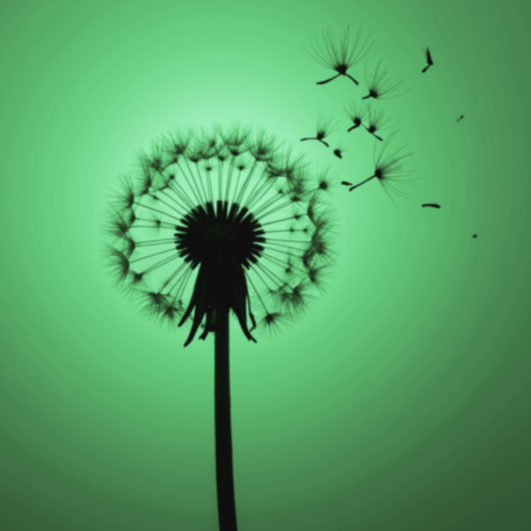 Black dandelion head with fluff blowing in the wind on a green background. Used as the portal image for the short-form blog ‘scatterings…,’ featuring sketches, fragments, and past projects.
