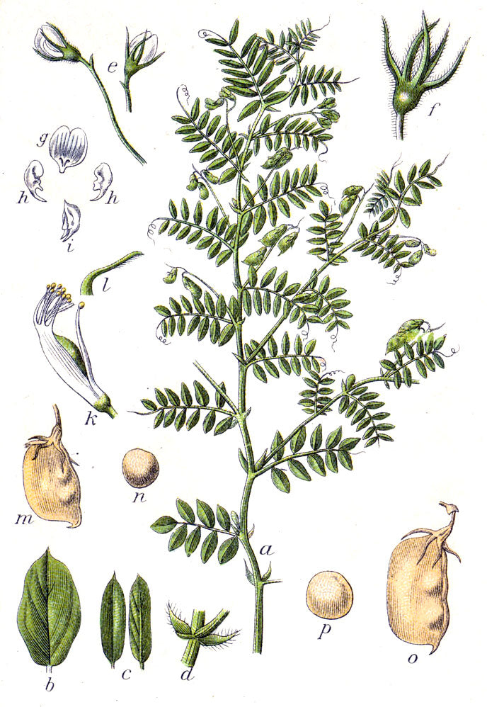 Illustration of a plant with various parts labeled on a white background